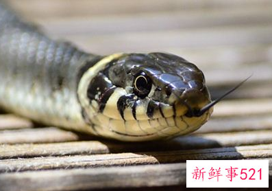 怀孕后梦见蛇是什么意思