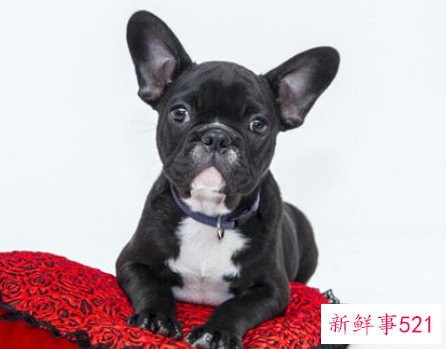 养狗要养什么颜色的才好