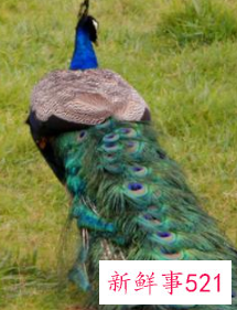 孔雀小时候长什么样子