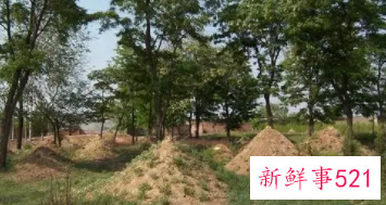 梦见坟上长了一棵树是什么意思