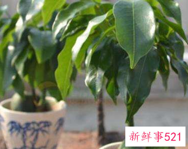 绿色元宝的寓意