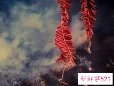 梦见鞭炮有什么征兆