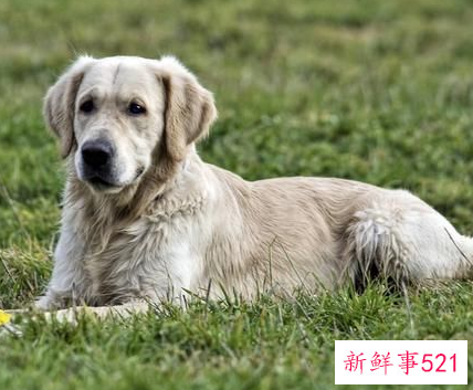 94年属狗女何时有姻缘