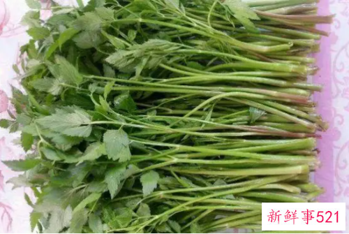 水芹菜吃多了对身体有害吗