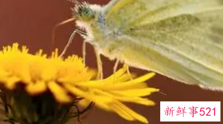 《昆虫记》的读后感是怎样的