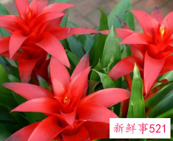 客厅放什么花最旺财