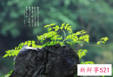 有诗意文雅的女孩名字