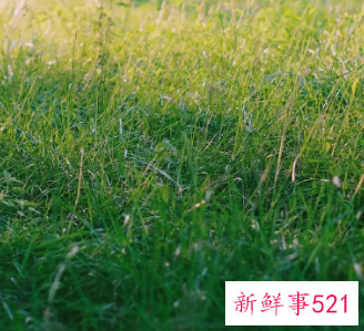 周公解梦之梦到一片绿草