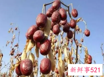 梦见树上好多红枣是什么意思