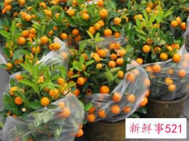 春节家庭摆放鲜花