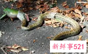 孕妇梦见蛇挡路是什么意思