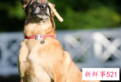 夏天小狗是怎样避暑的