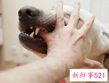 狗咬20年后复发是真的吗