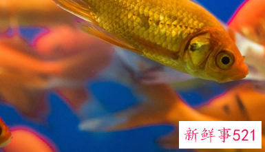 鱼为什么养三条