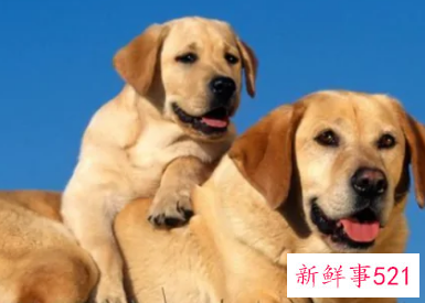 幼犬恨主人的十种表现