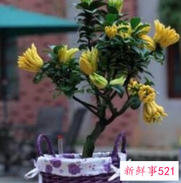 什么植物在家养比较吉利