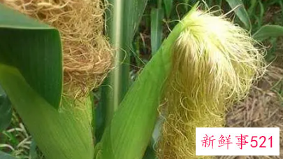 玉米须的功效与作用副作用