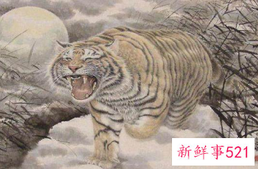 属虎的今天财运怎么样