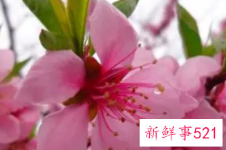 女人梦见桃花开满枝头