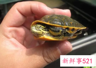 生肖鸡适合养龟吗