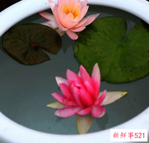 办公室可以养睡莲吗