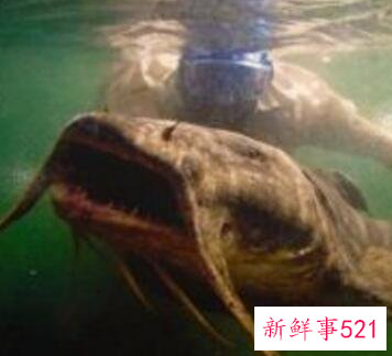 世界上最大的淡水鱼