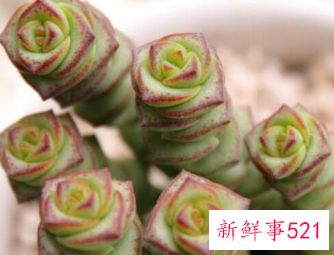 客厅放什么花最旺财