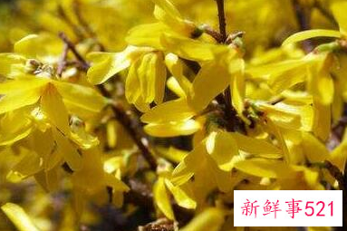 连翘有消炎的作用吗