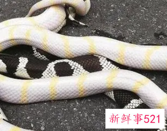 梦见把蛇放走了是什么意思