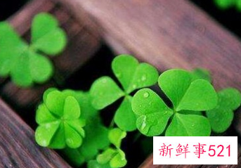 寓意健康长寿的花是什么花