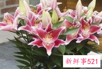 寓意健康长寿的花是什么花