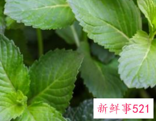 如何去口气异味小妙招