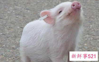 梦见别人看我拉屎是什么意思