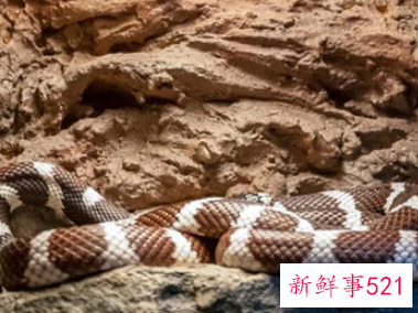 梦见很多蛇好不好