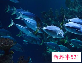 已婚女人梦见鱼和水