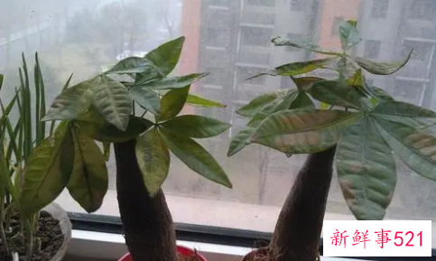 发财树黄叶的原因是什么
