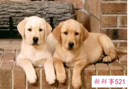 养狗要养什么颜色的才好