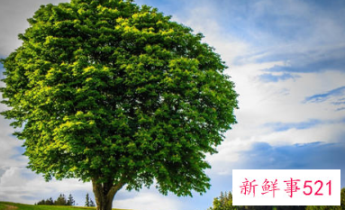 梦见大树倒塌是什么意思