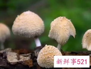 女人吃什么越来越漂亮