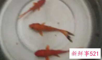 鱼为什么养三条