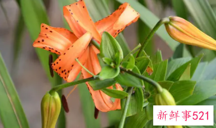 卷丹百合的栽培要点