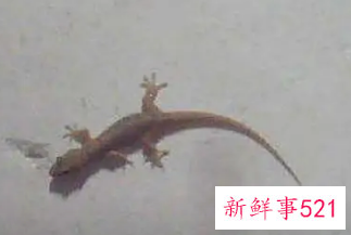 壁虎掉到身上什么预兆