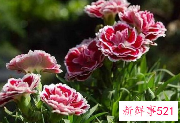 寓意健康长寿的花是什么花