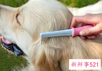 夏天小狗是怎样避暑的