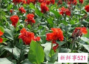 美人蕉花有什么作用功效