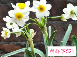 寓意健康长寿的花是什么花