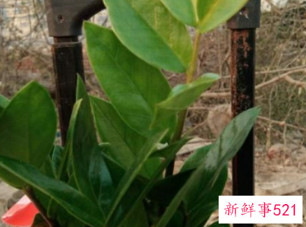 金钱树寓意是什么意思