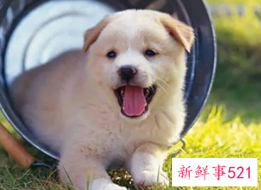 生肖狗一辈子的贵人是谁