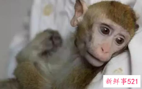 属猴的最佳配偶