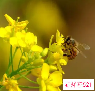 蜜蜂在办公室阳台做窝是好风水吗